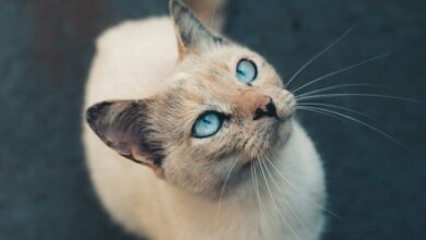 Blue Tabby Cat