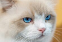 Blue Tabby Cat