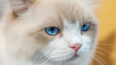 Blue Tabby Cat