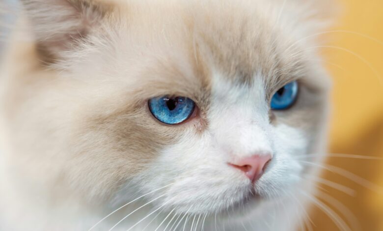 Blue Tabby Cat